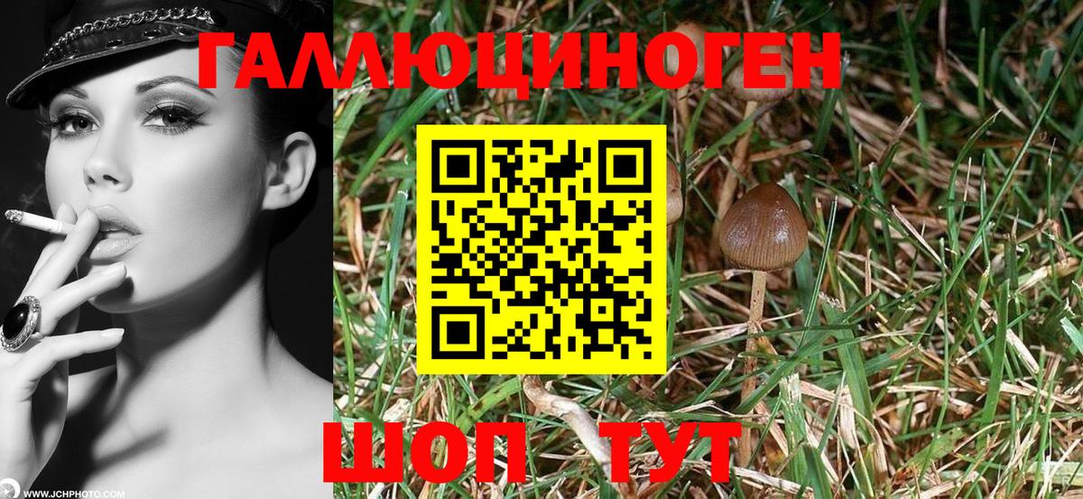 Псилоцибиновые грибы GOLDEN TEACHER Орёл